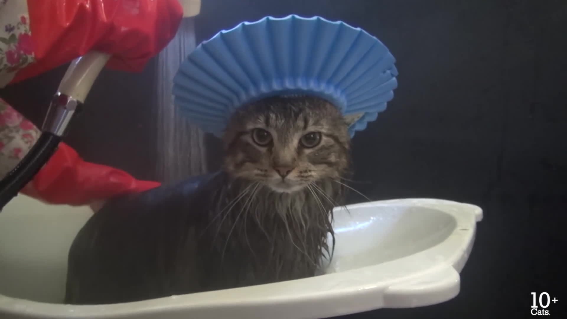 Cat showering gif