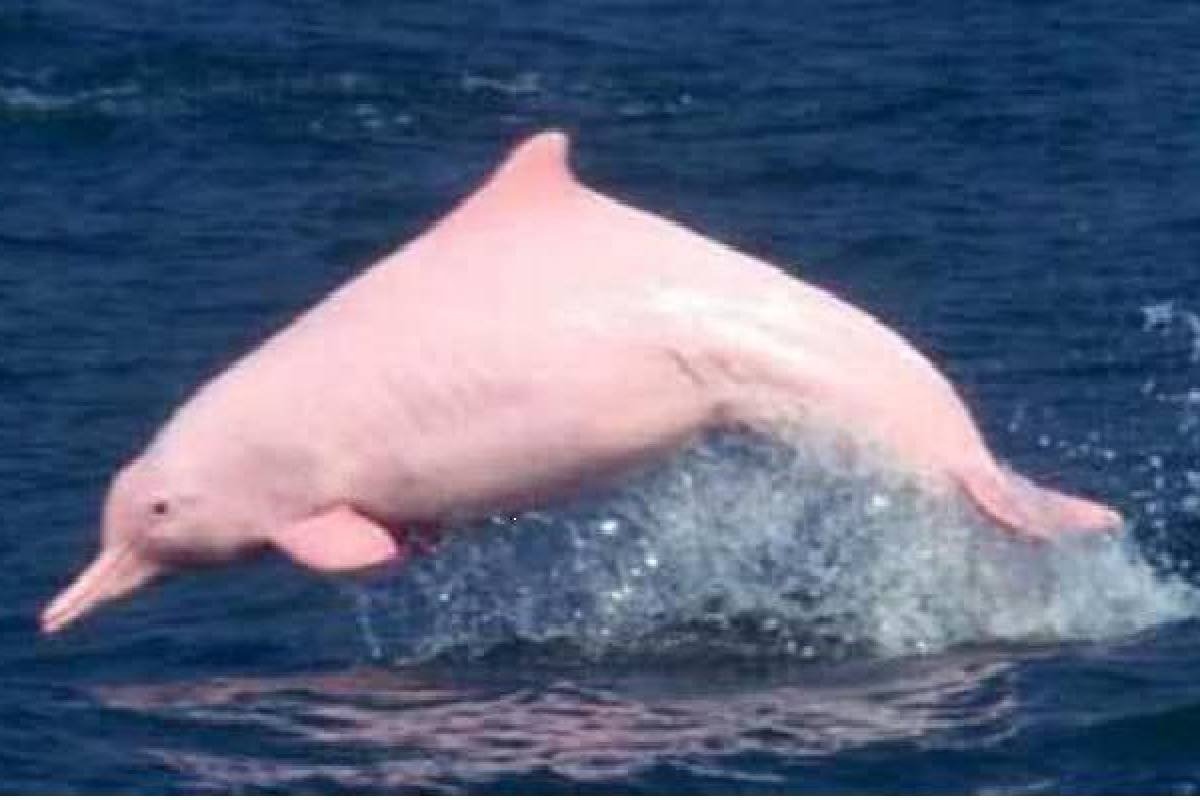 Амазонский дельфин 4. Амазонский Речной Дельфин. Амазонский розовый Дельфин. Розовый Речной Дельфин амазонки. Розовый Дельфин альбинос.