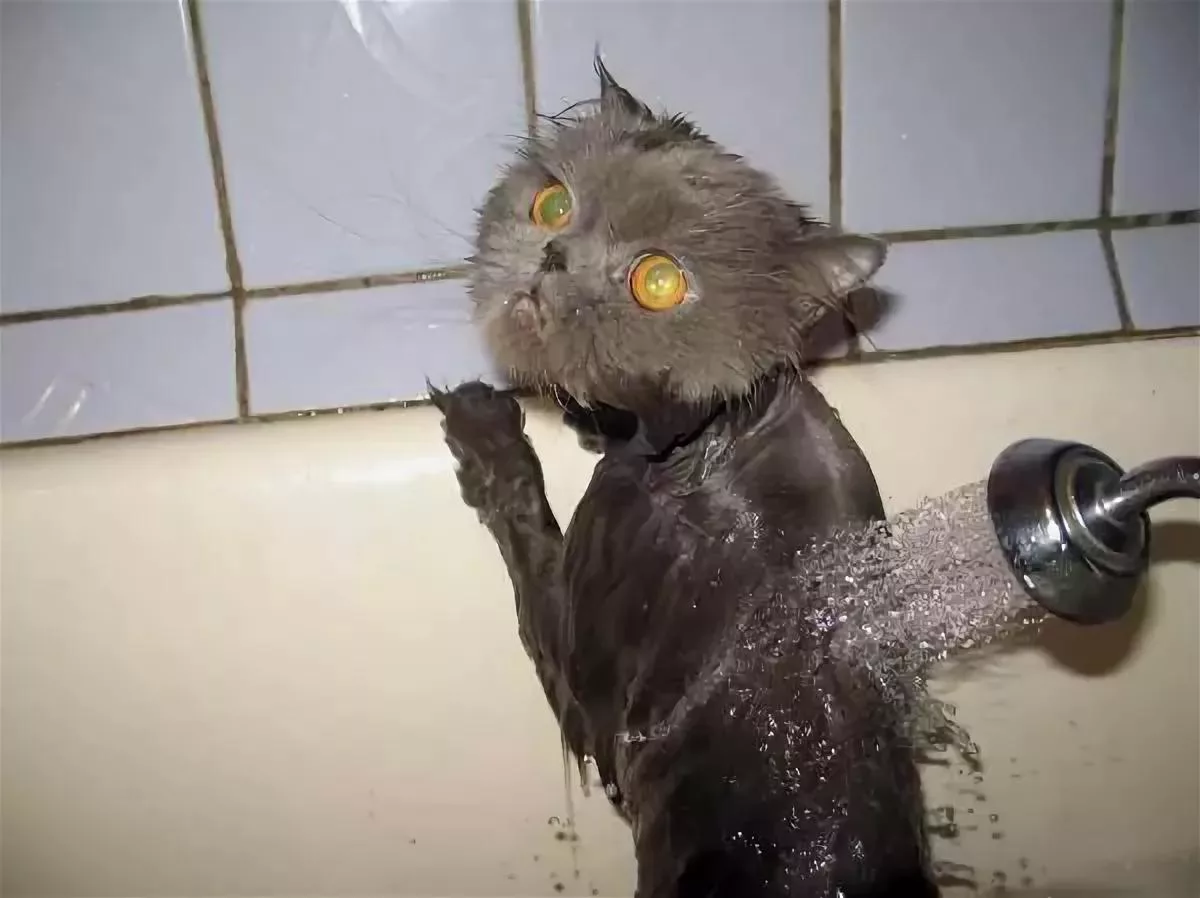 Мокрая кошка. Мокрые коты. Кот под душем. Котя в душе. Кот после купания