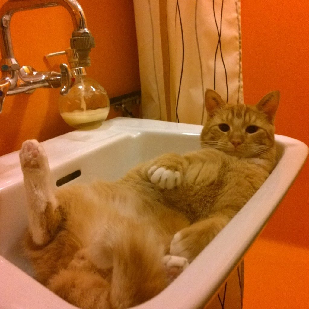 Видео коты в ванне. Кот в ванне. Рыжий кот в раковине. Купание кошки. Котик моется в душе.