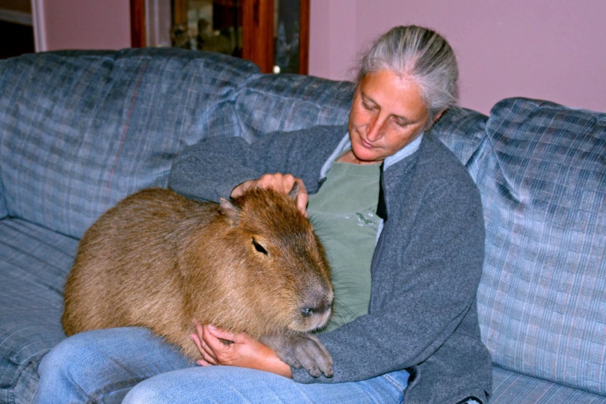 Большие московские крысы