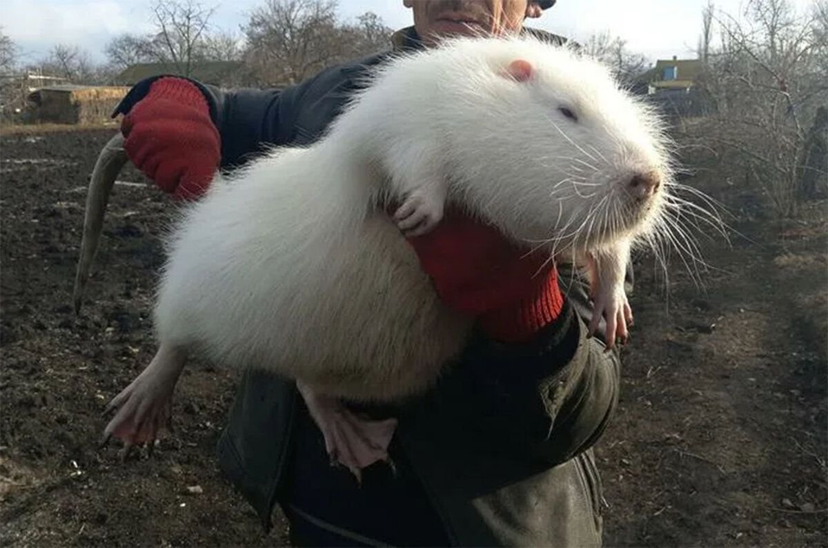 Нутрия альбинос