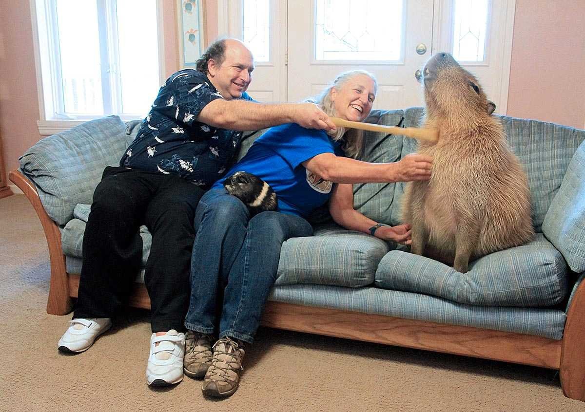 Гигантская крыса Гамби