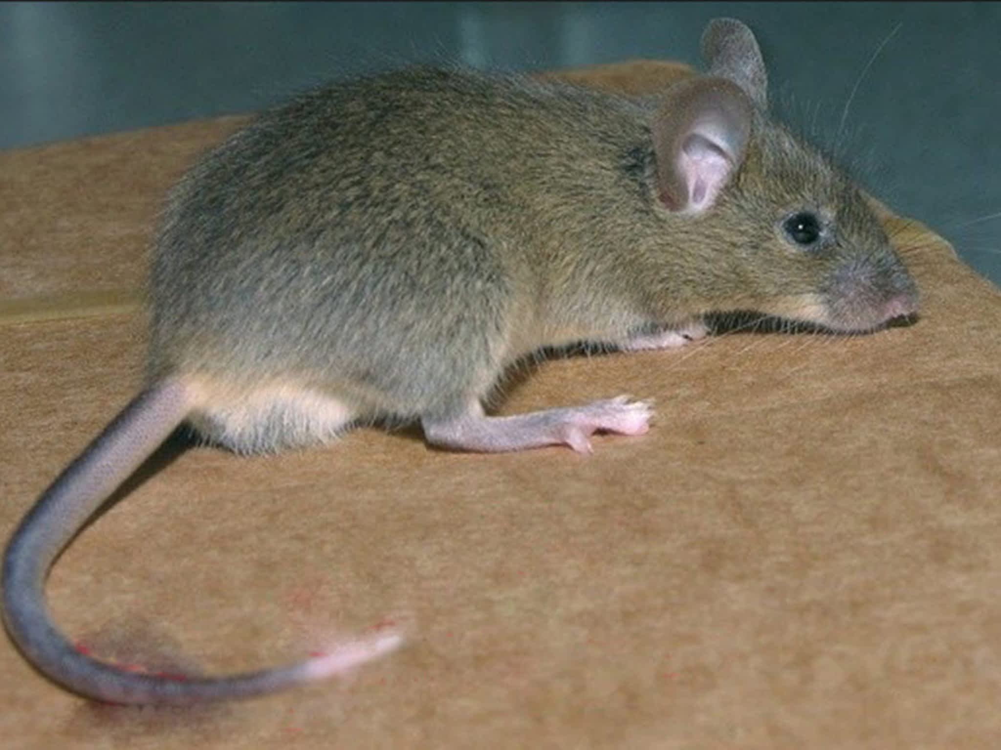 Sibm mouse. Mus musculus домовая мышь. Мышь домовая (mus musculus l.. Мышь домовая серая. Акомис иглистая мышь.