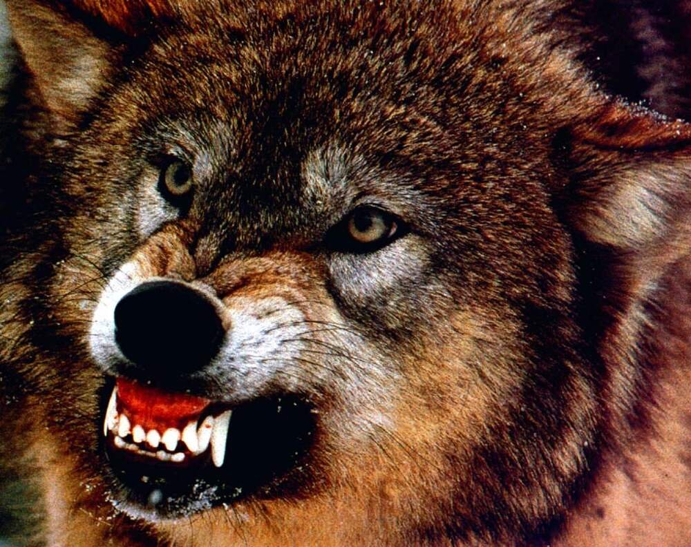 Злой оскал. Оскаленный волк. Оскал волка. Рыжий волк оскал.