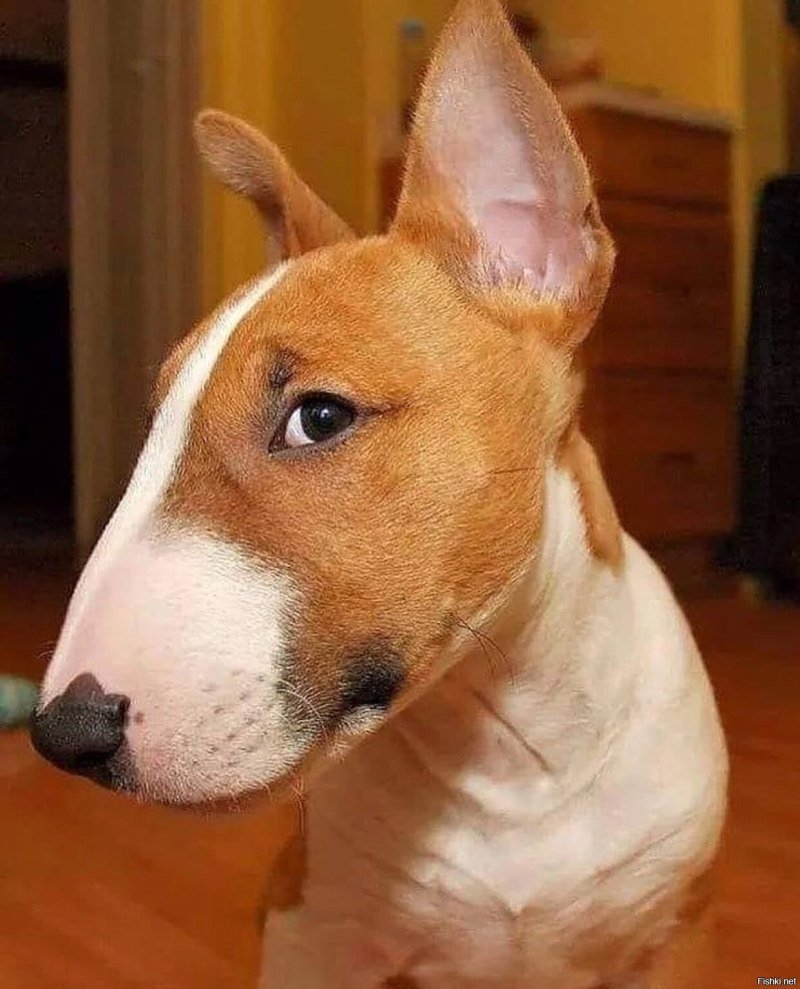 Забавный бультерьер