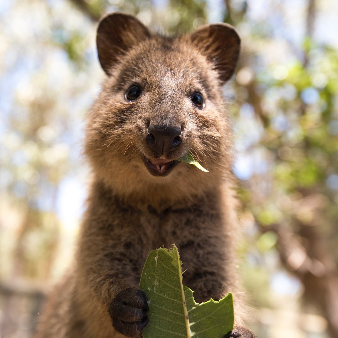 Карликовый кенгуру Квокка
