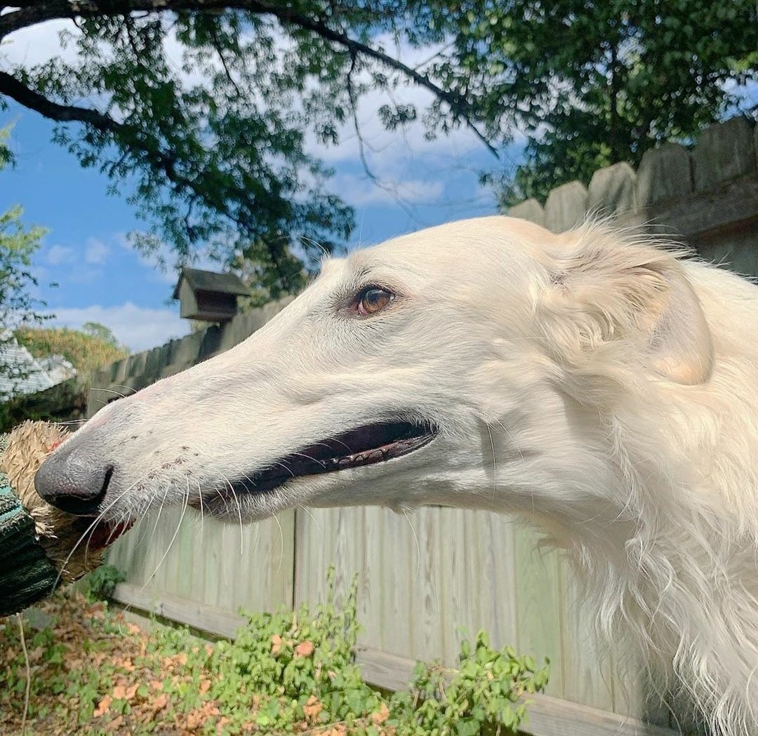 Борзая Эрис