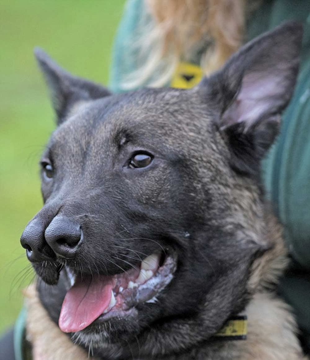 Ориентал кот морда