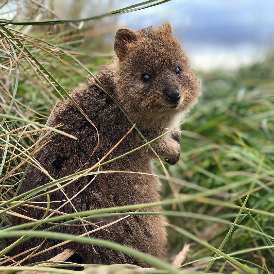 Карликовый кенгуру Квокка
