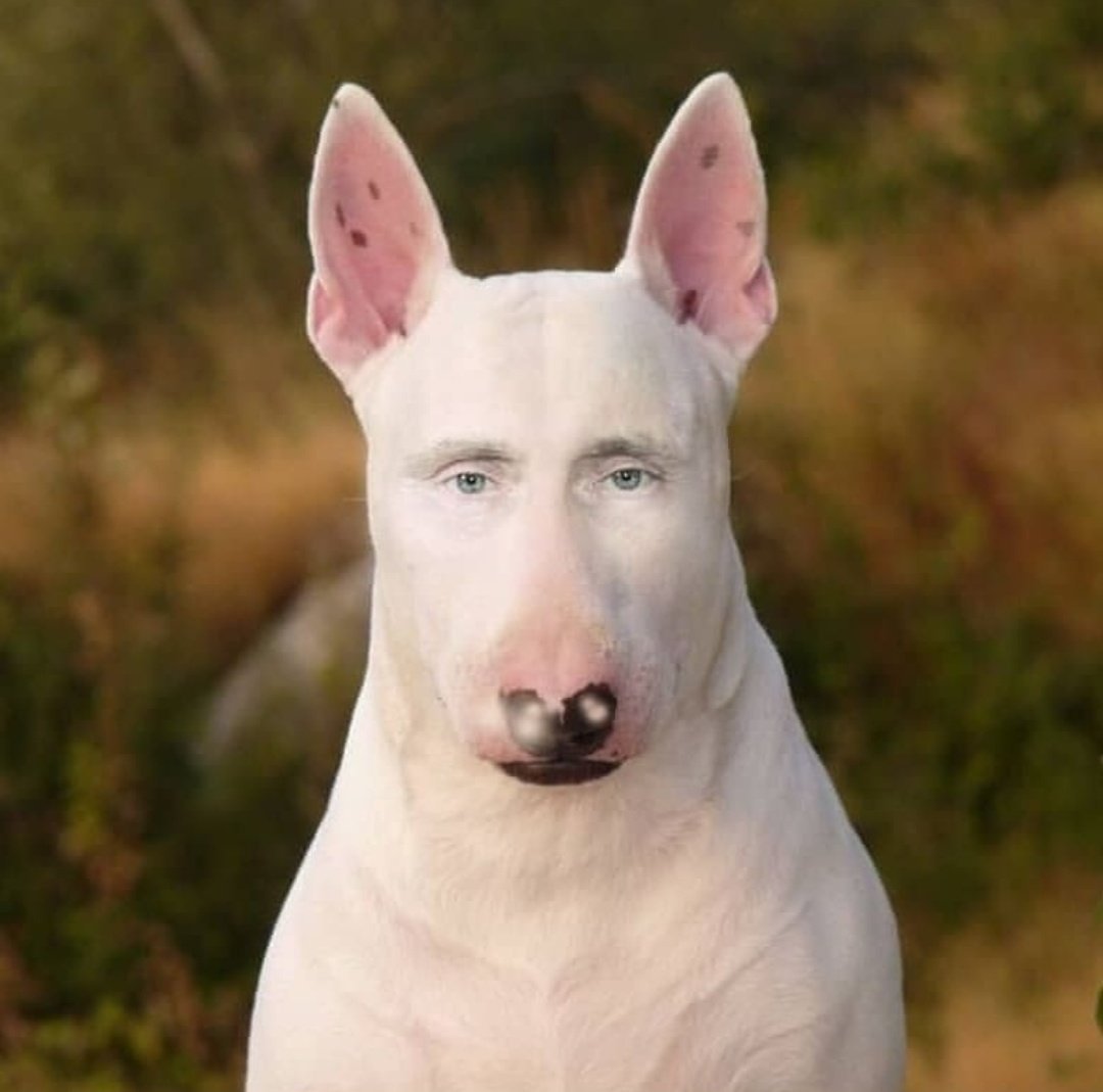 Бойцовский бультерьер