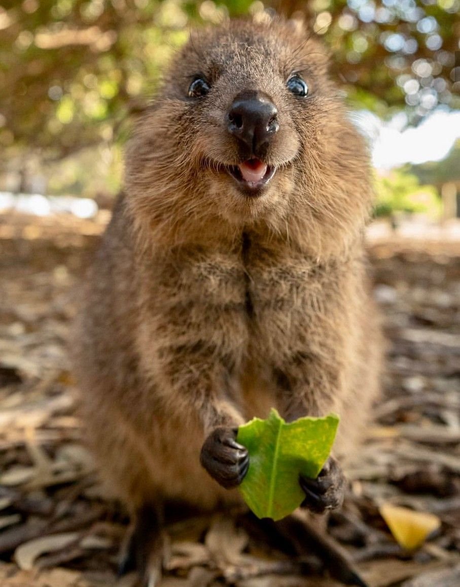 Вомбат и Квокка