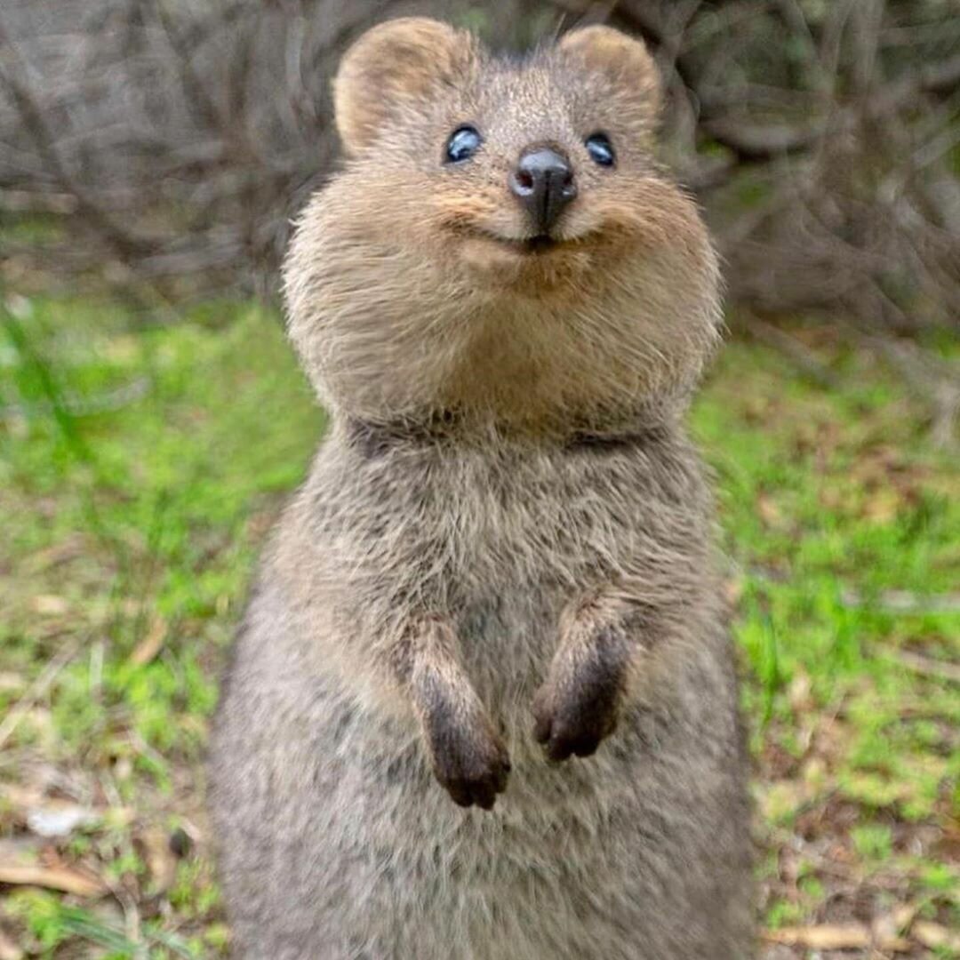 Самый счастливый зверь земли Квокка