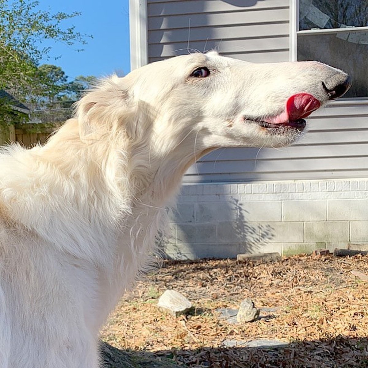 Борзая Эрис собака