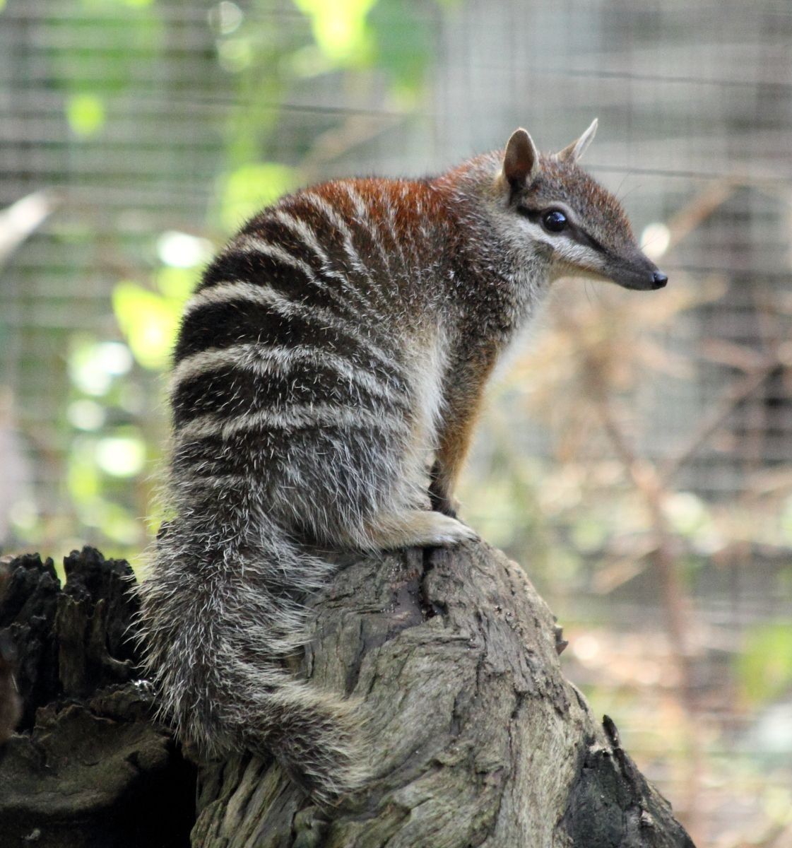 Квокка сумчатый зверь