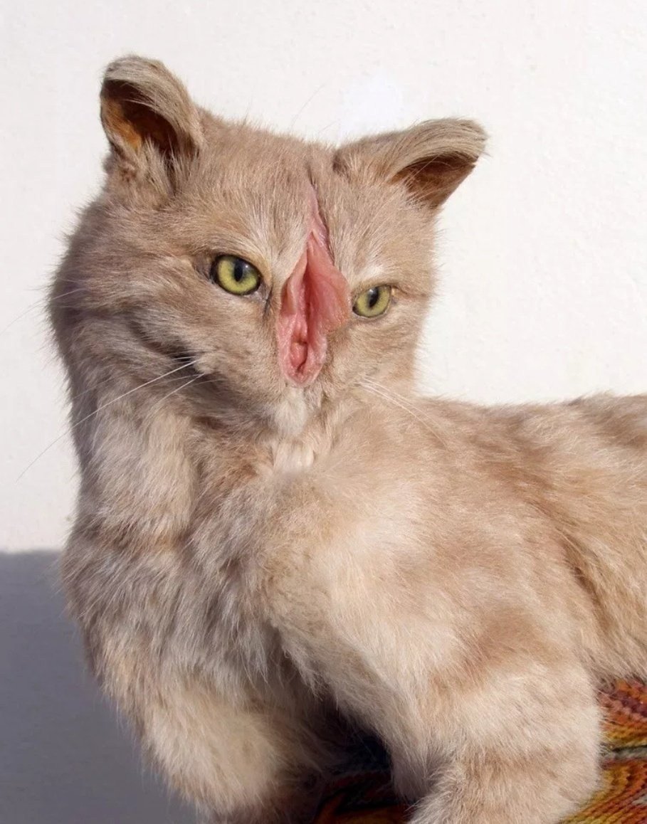 Корниш рекс белый