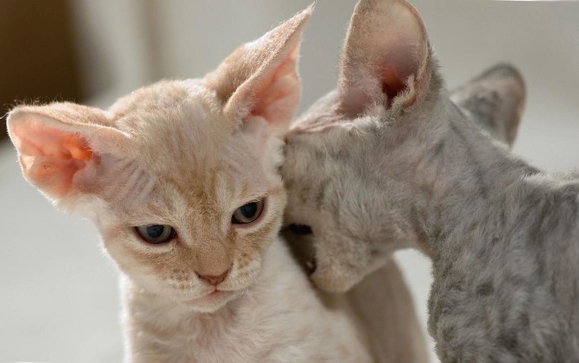 Порода Девон рекс