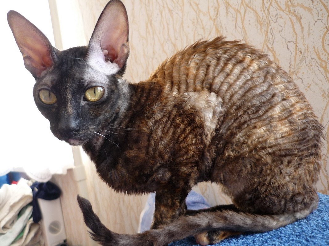 Кошка сфинкс метис