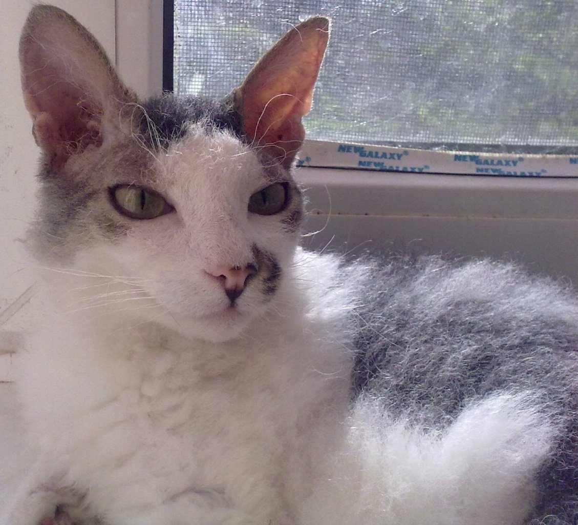 Метис Корниш рекс и сфинкс