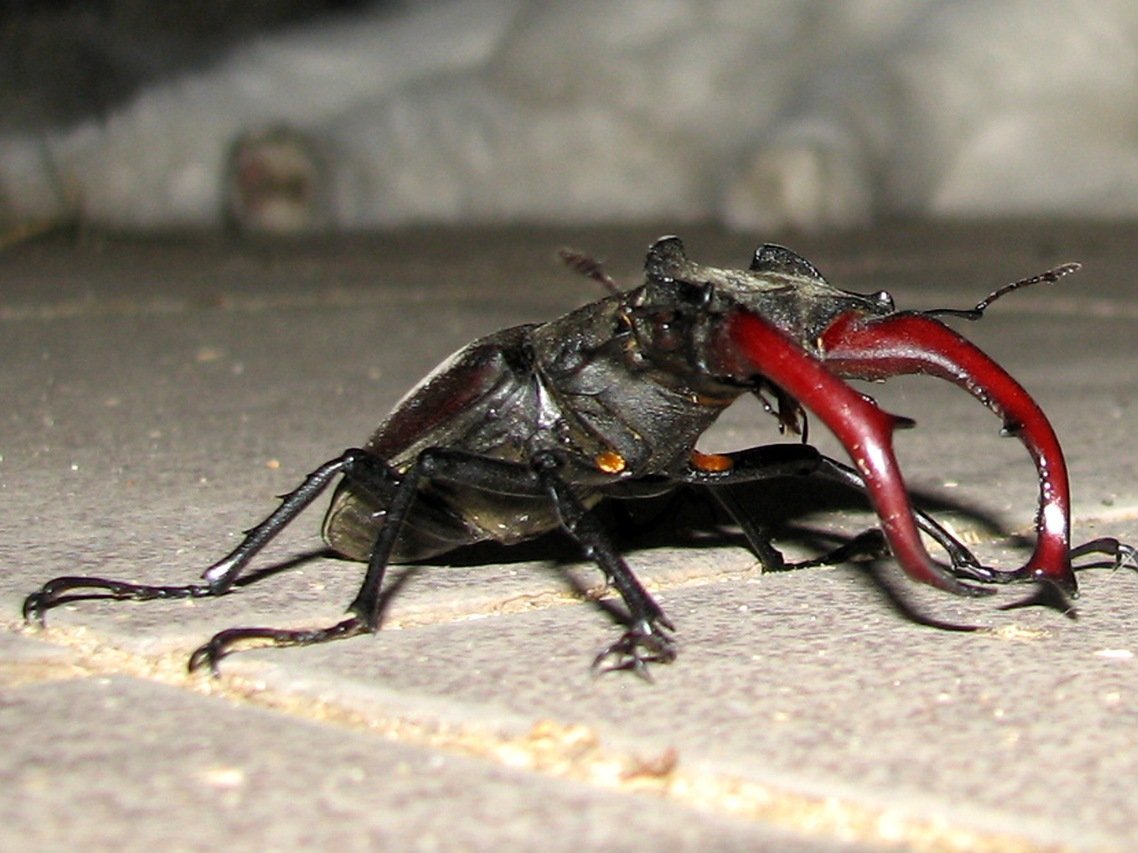 Большой Жук с клешнями