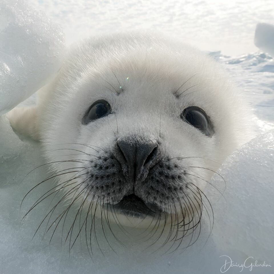 Белек нерпы