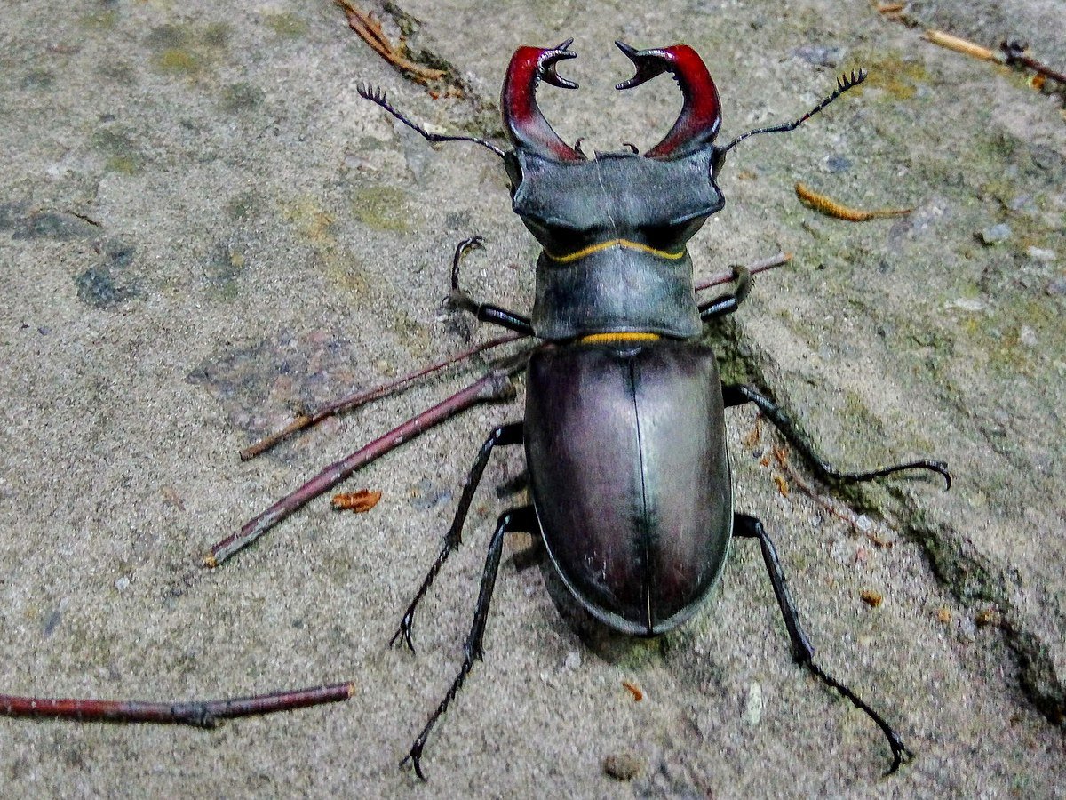 Жук Рогач самец