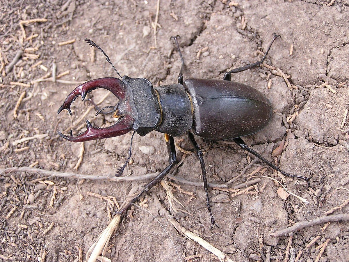 Жук усач Дубильщик