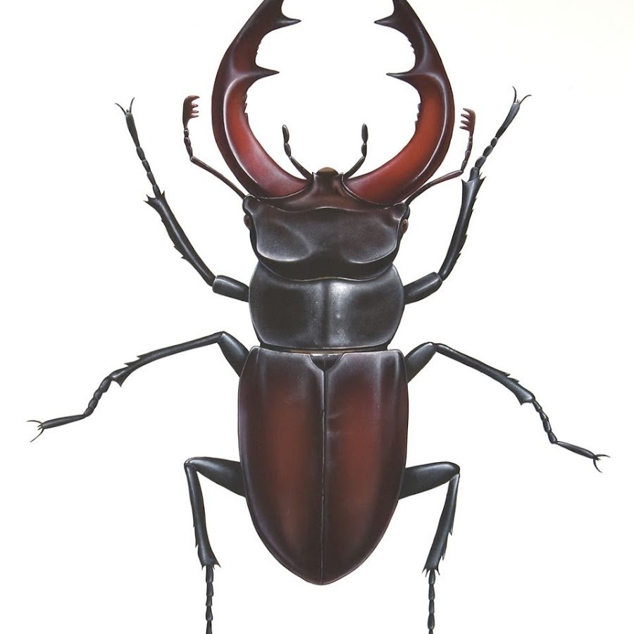 Двурогий Жук