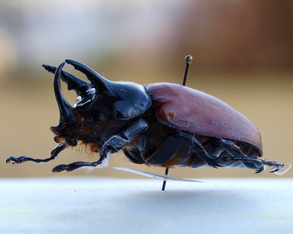 Жук носорог навозник