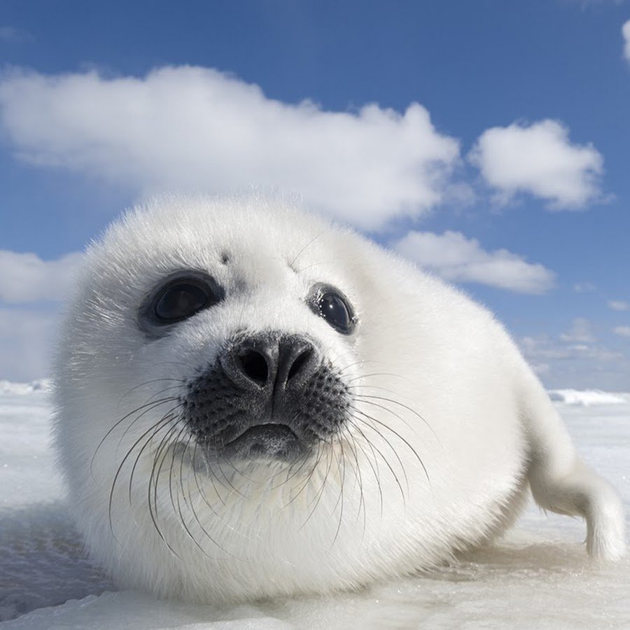 Secret Seal Wallpaper