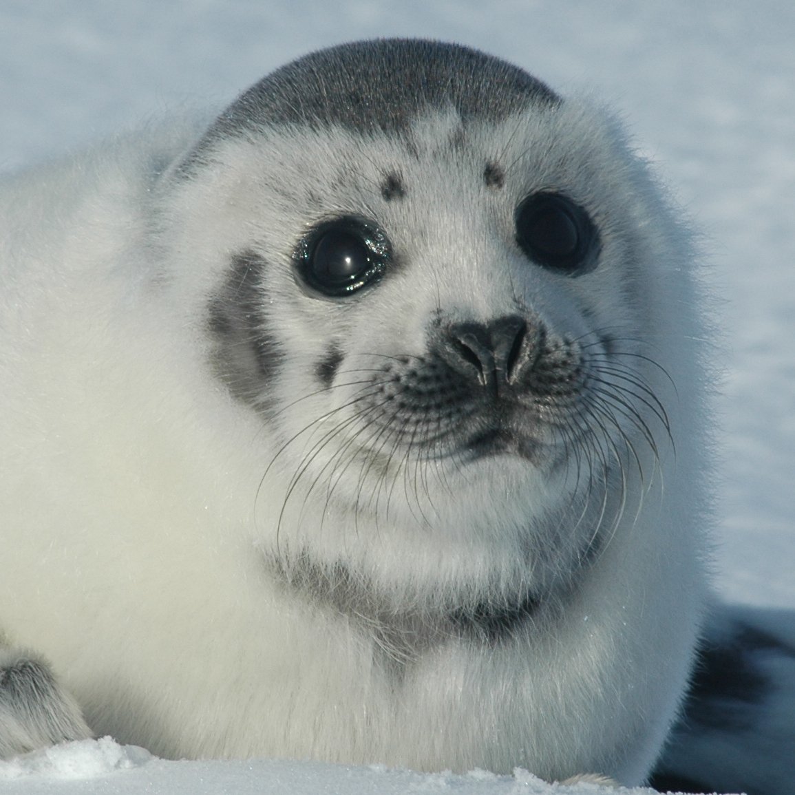 Белек тюлень