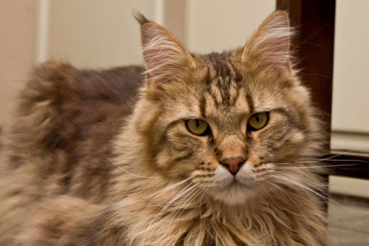 Мейн кун анфас