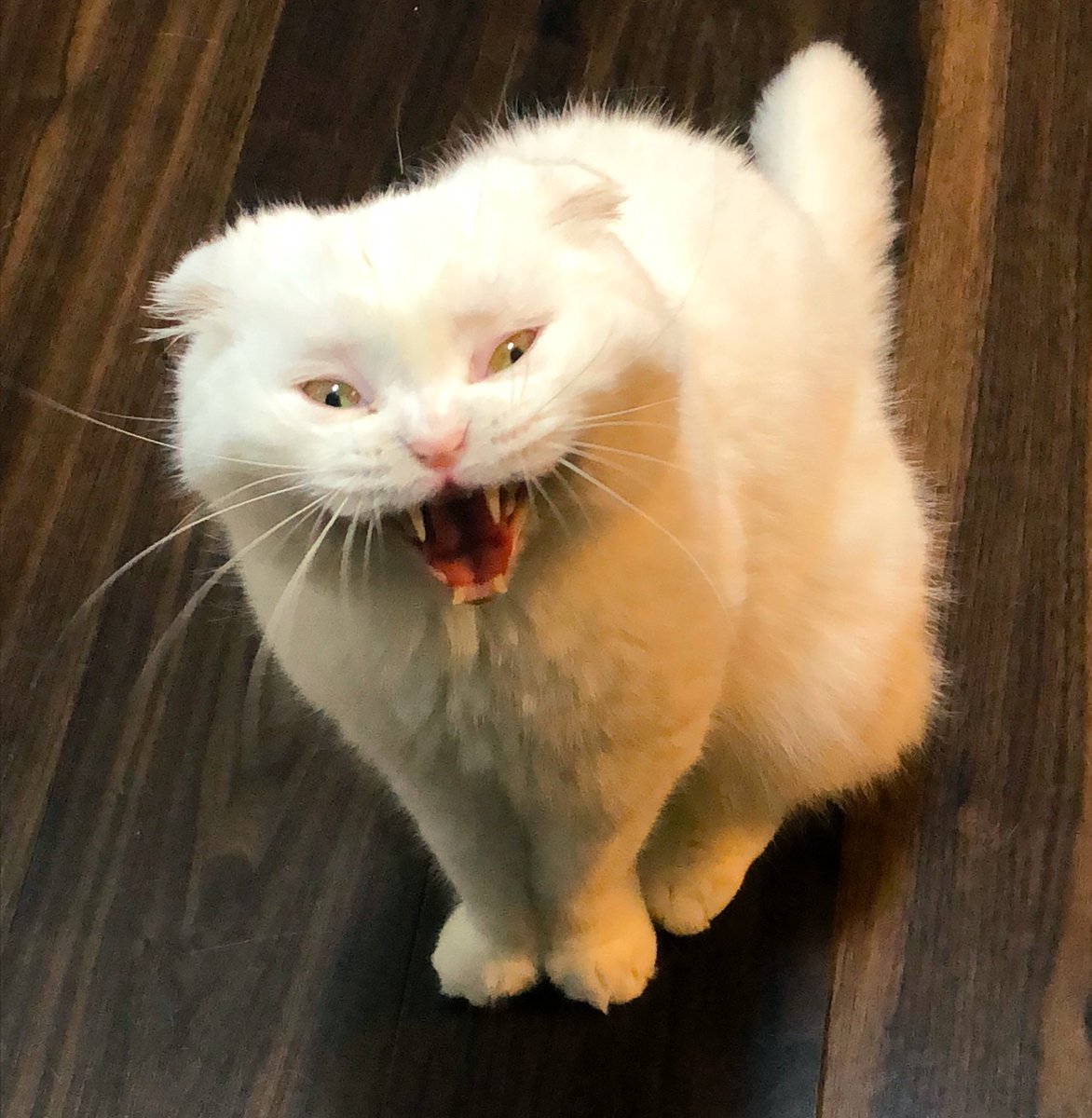 Рыжая кошка Мейн кун