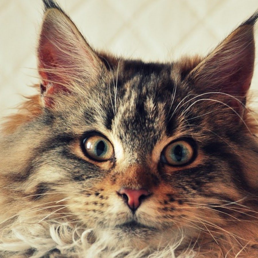 Брюнетка с кошкой