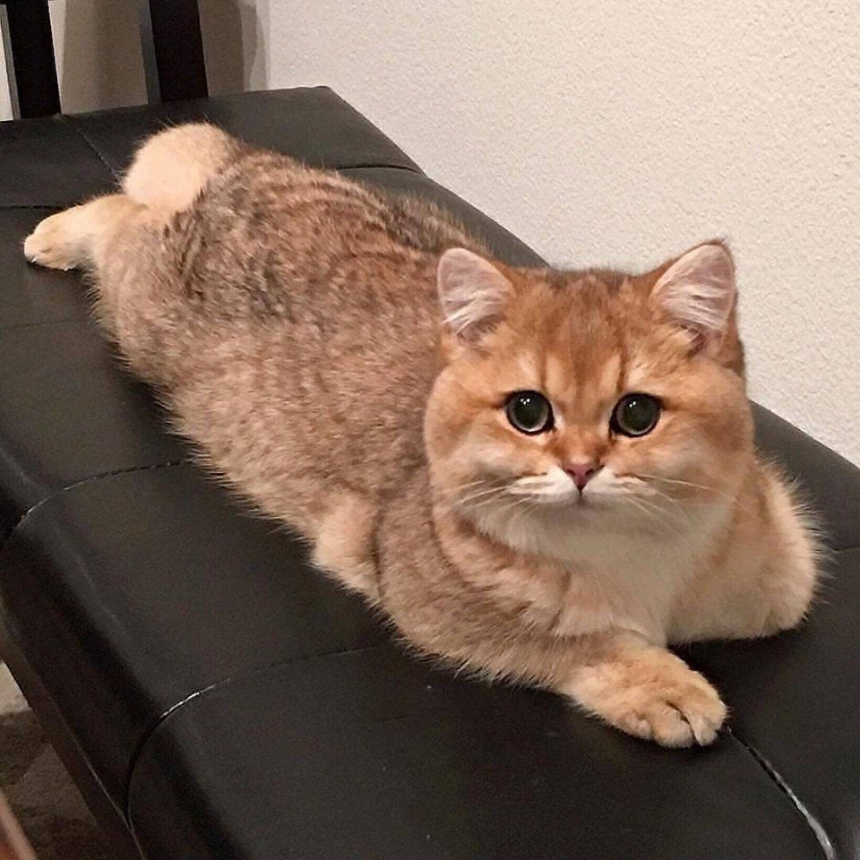 Стильный кот