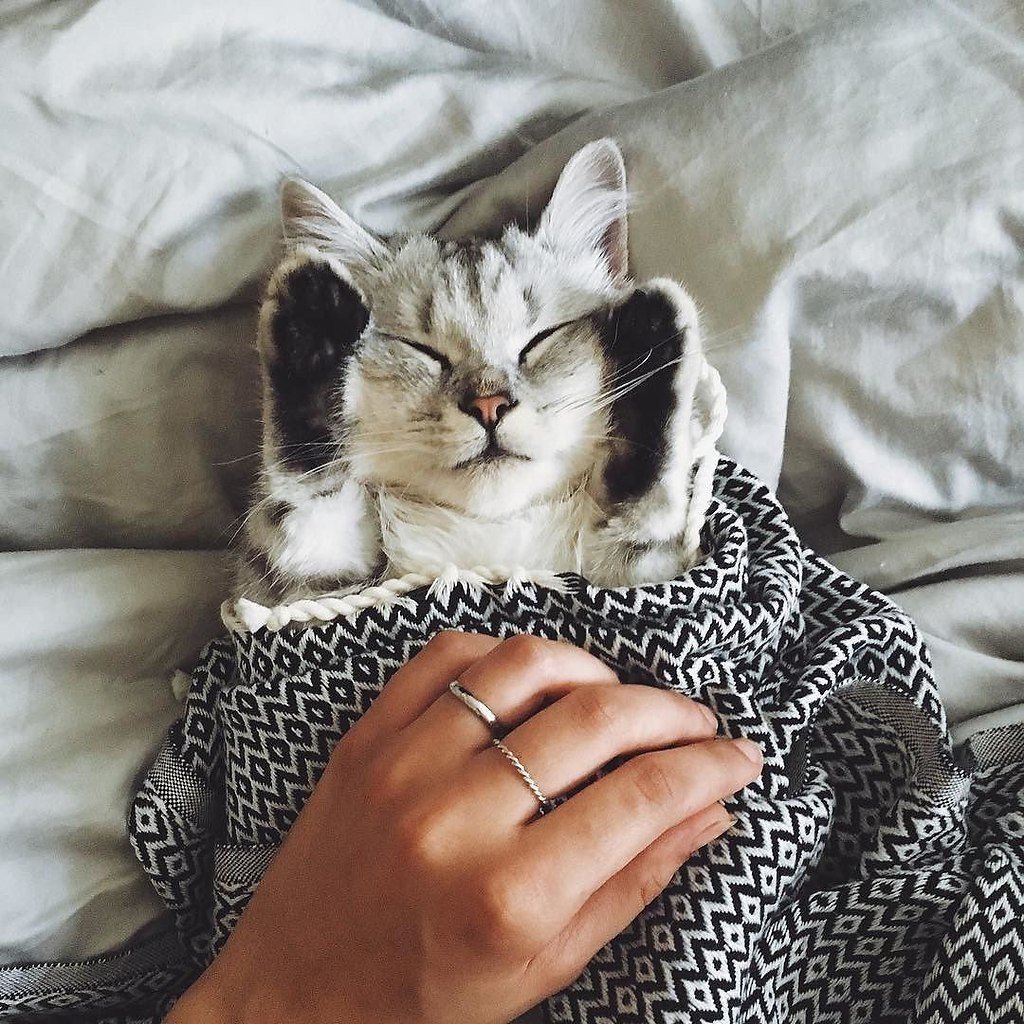 Котик с едой