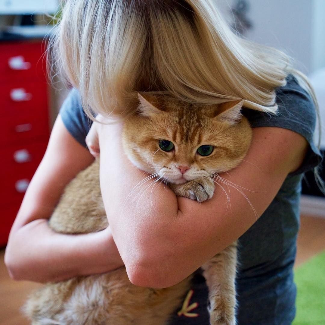 Котик в инстаграмме