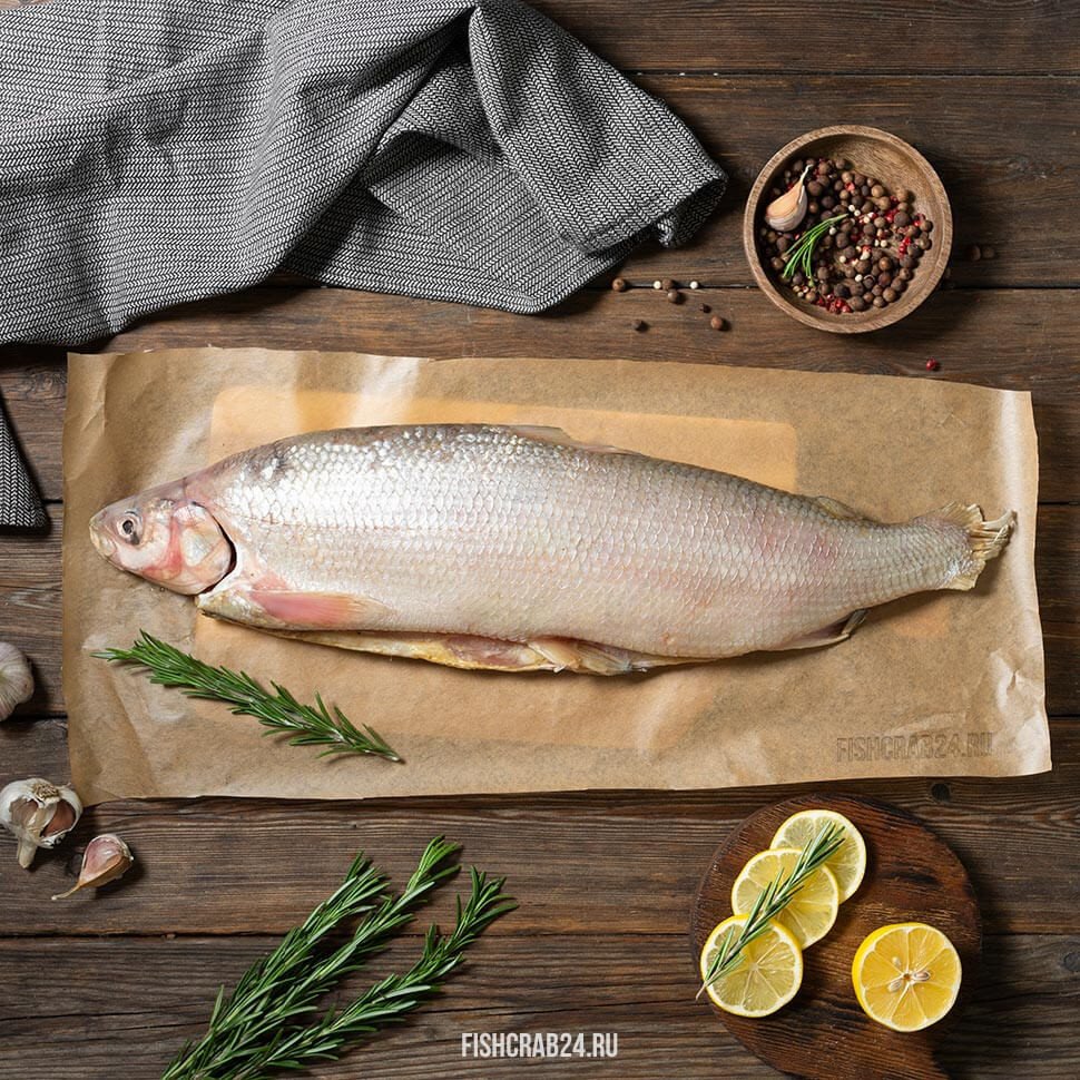 Коты Эстетика