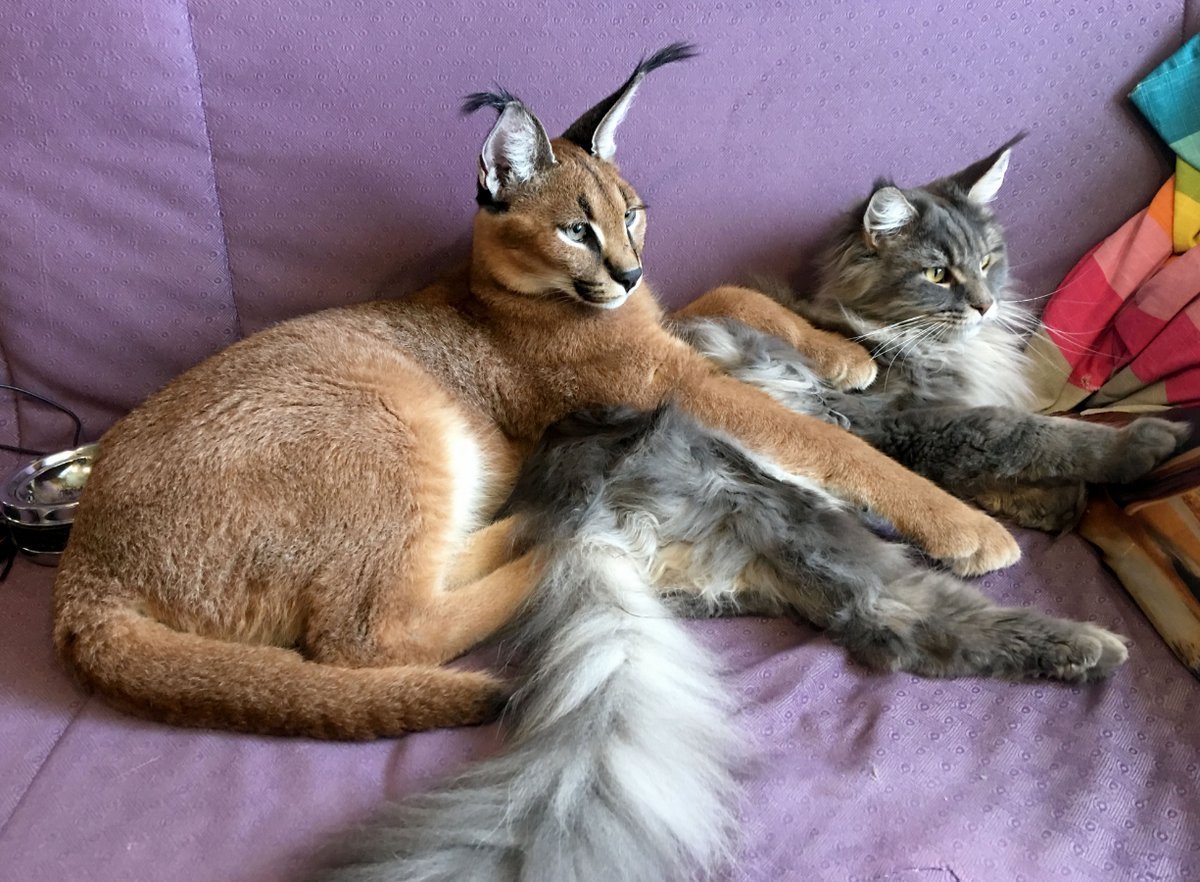 Кот в инстаграмме