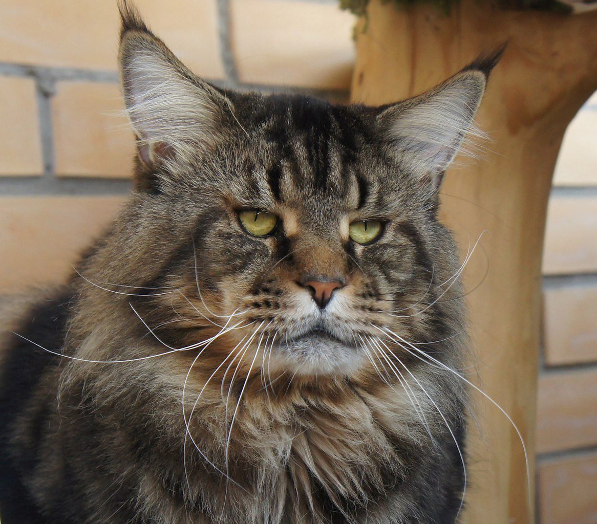 Мини Мейн кун