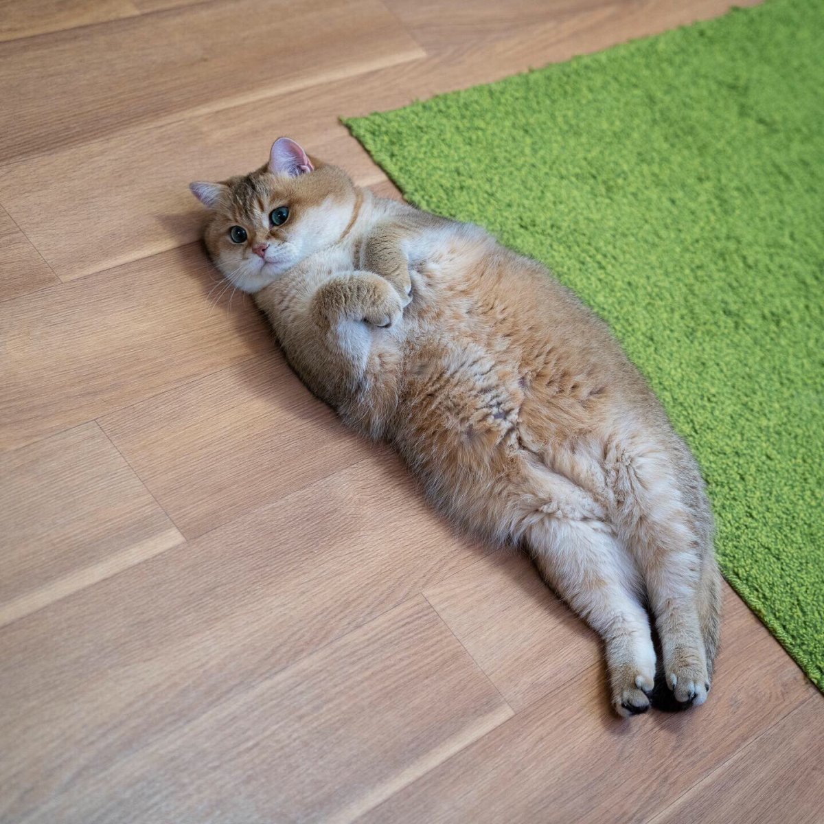 Мейн кун красный мрамор