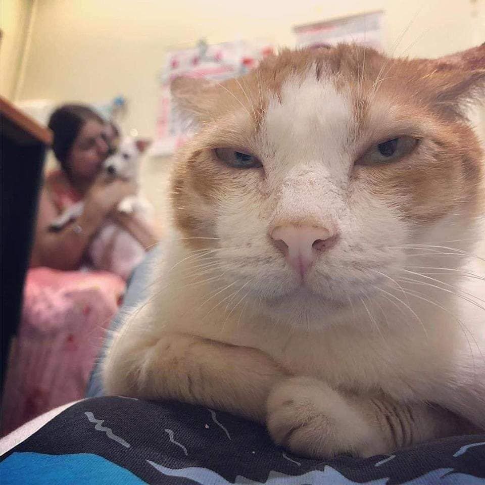 Мейн кун 20 кг