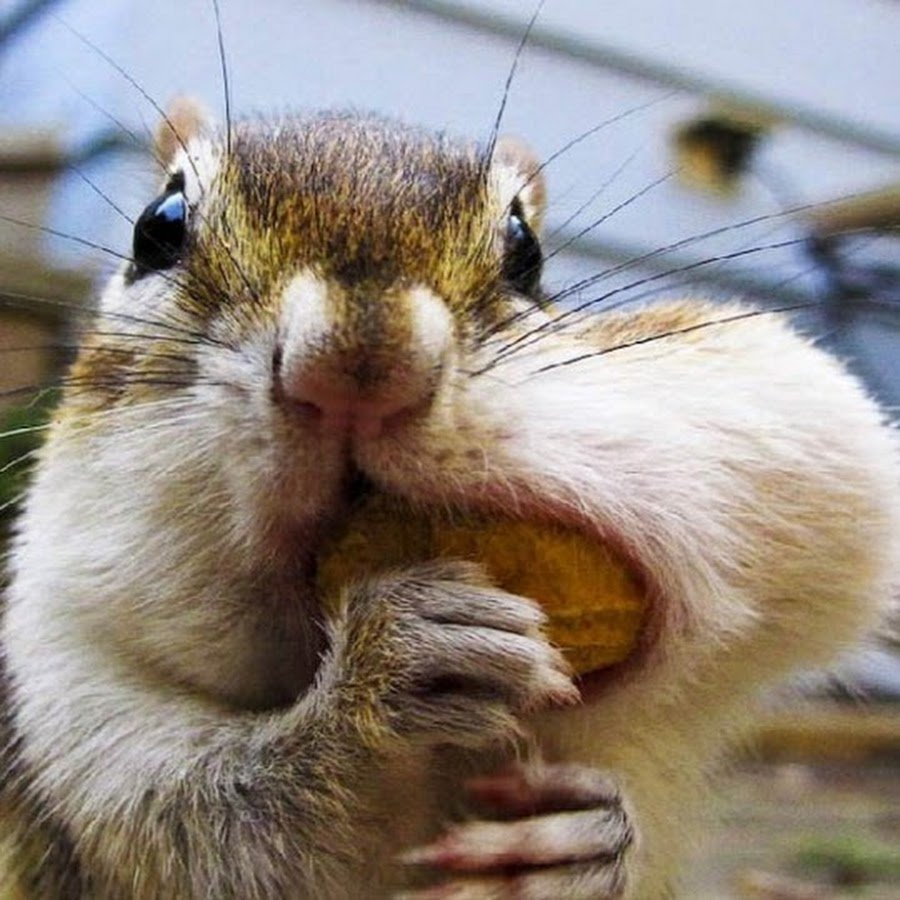 Бурундук с щеками