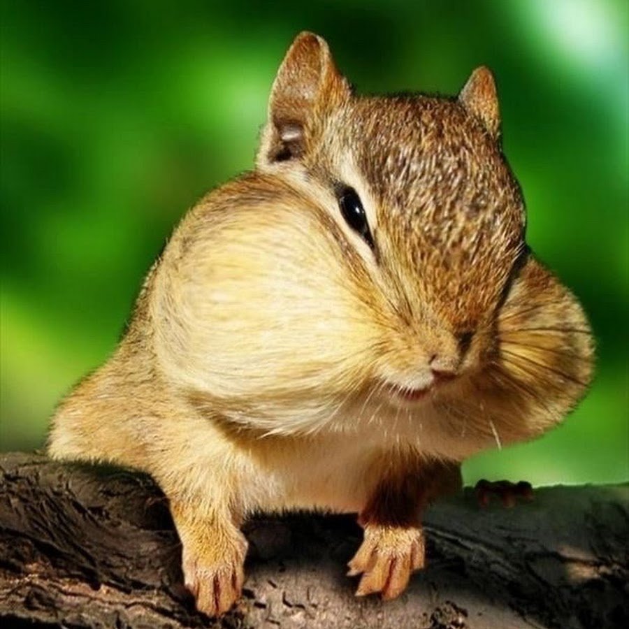 Щекастик бурундук