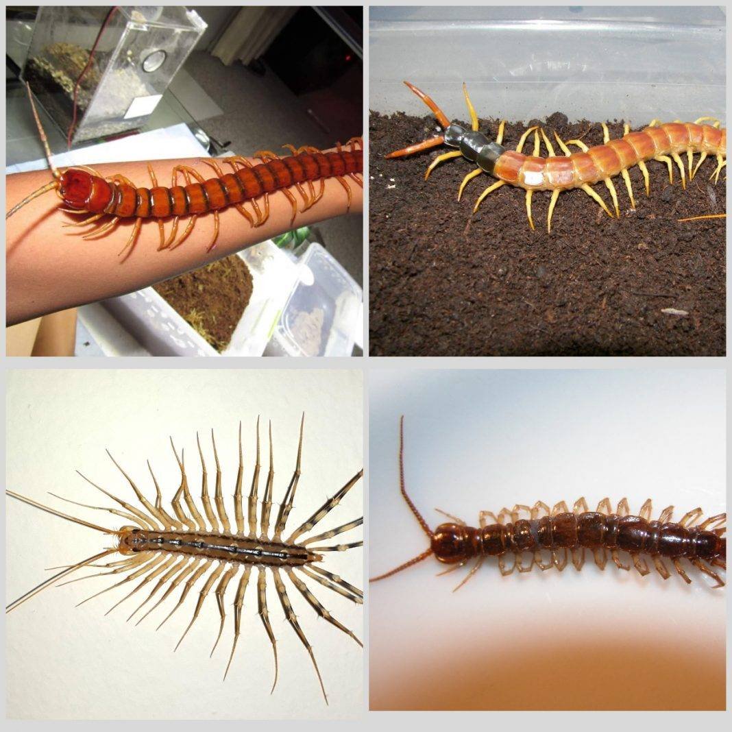 Сороконожка бро не бро