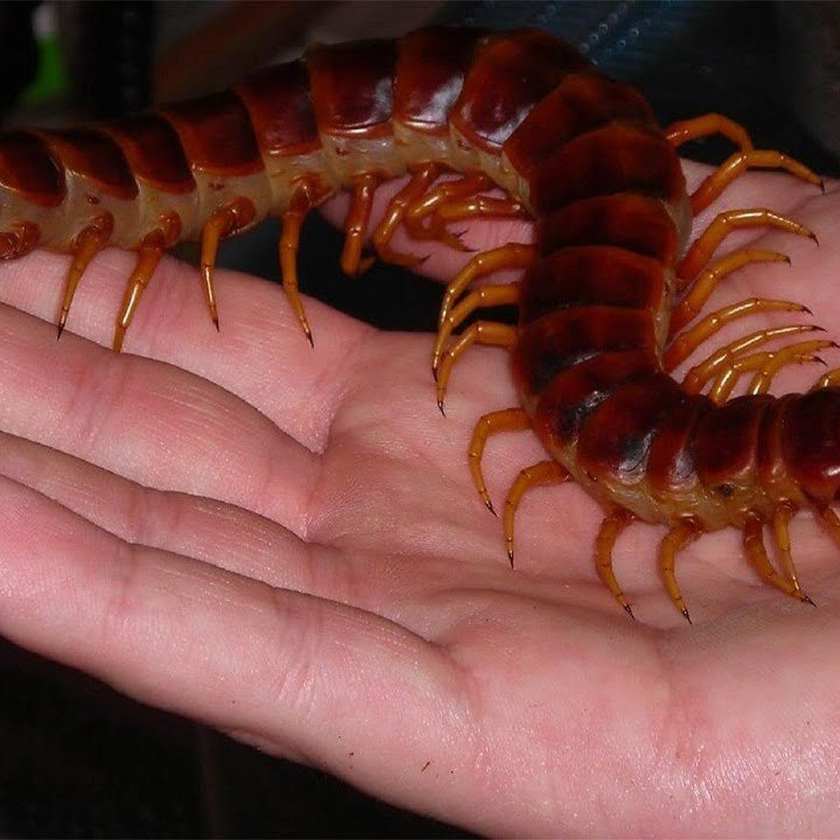 Сколопендра эскиз монстры