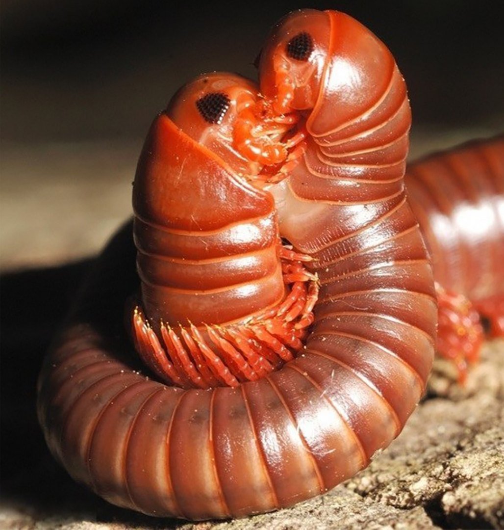 Сибирская многоножка насекомое