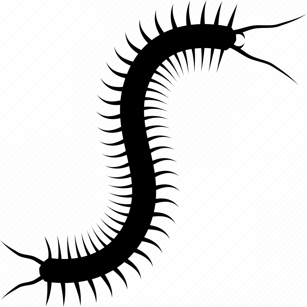 Паук многоножка