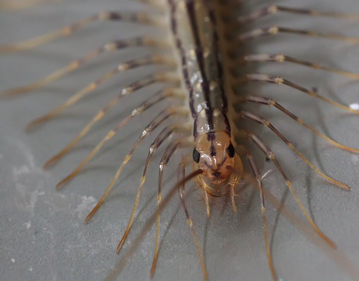 Многоножка Illacme Tobini