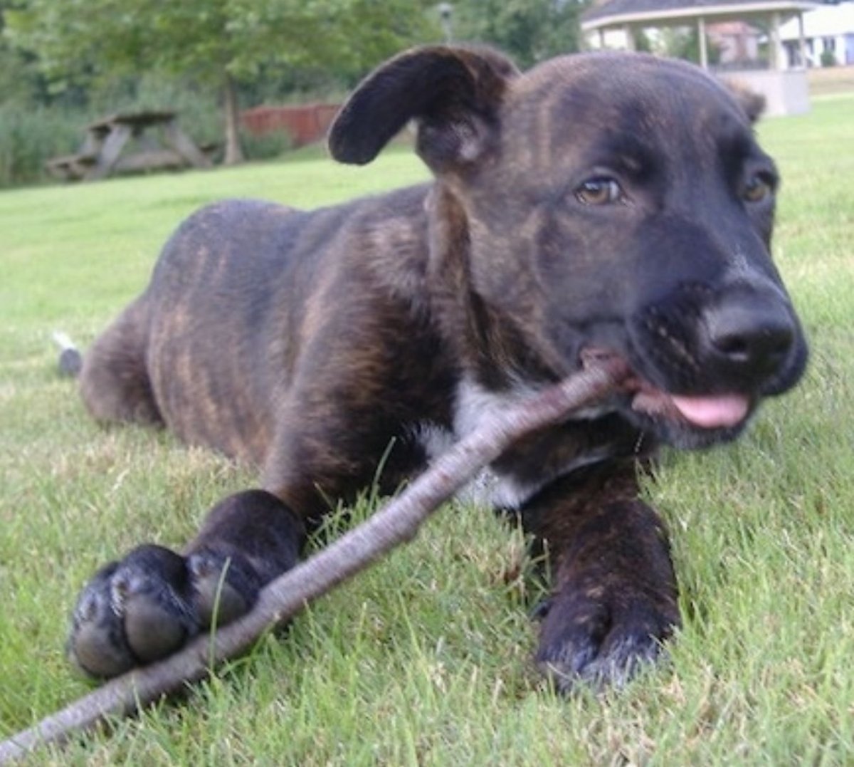 Метисы бордер колли черные